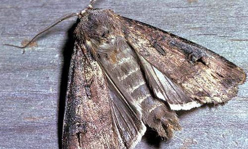 guve-ilaclamasi